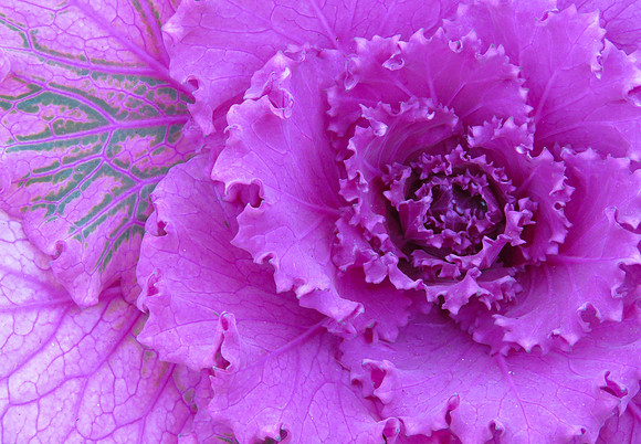 2015-12-28 - Flora