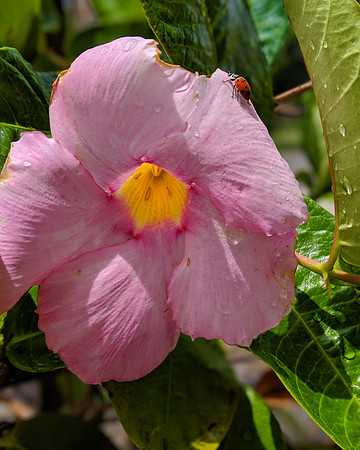 Pink Flower with Lady Bug-00100lPORTRAIT_00100_BURST20190519123149152_COVER
