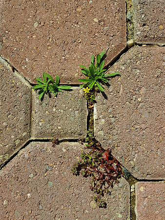 2020-05-10 - Weeds