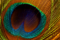 2019-09-12 - Extreme Close Up