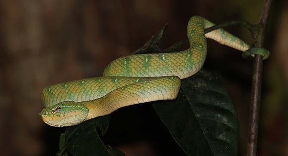 2018-72-9421 - Bornean pit viper