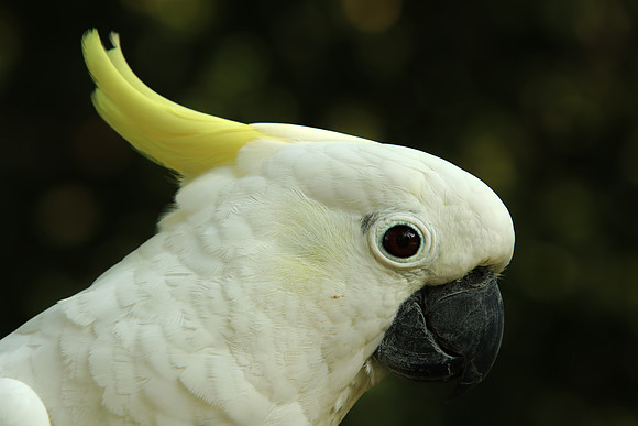 2018-72-10231 - Sulphur-crested cockatoo