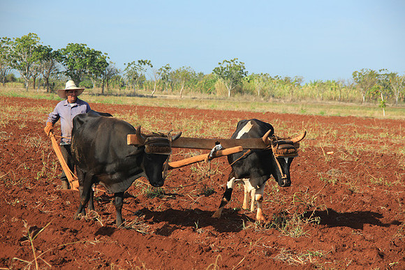 Plowing the Field