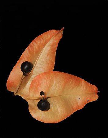 2020-06-19 - Seeds