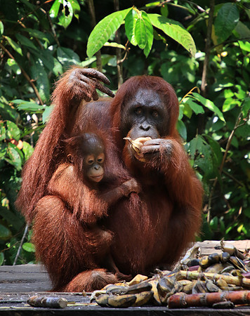 2018-72-8480 - Wild Orangutan and Baby