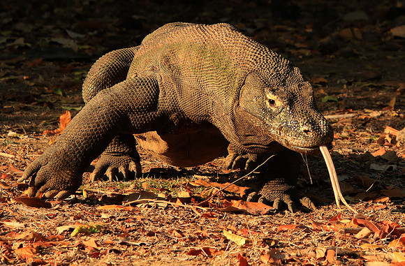 2018-72-12185 - Komodo Dragon