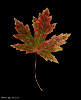2025-10-04 - Vein