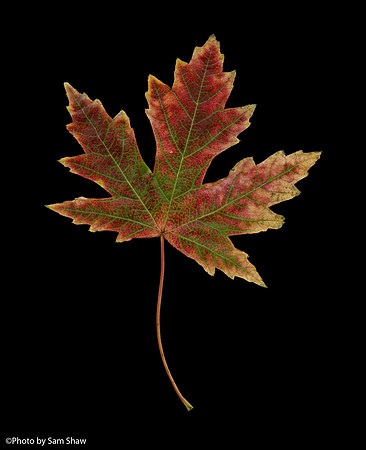 2025-10-04 - Vein
