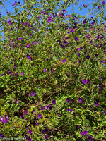 2025-10-02 - Vegetation