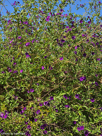 2025-10-02 - Vegetation