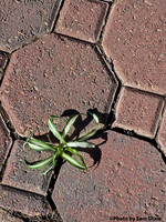 2025-10-09 - Viable