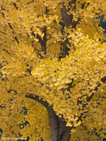 2025-12-18 - Yellow