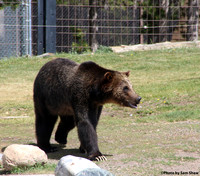 2026-01-06 - Zoo