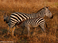 2026-01-13 - Zebra