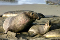 2026-02-20 - Seal
