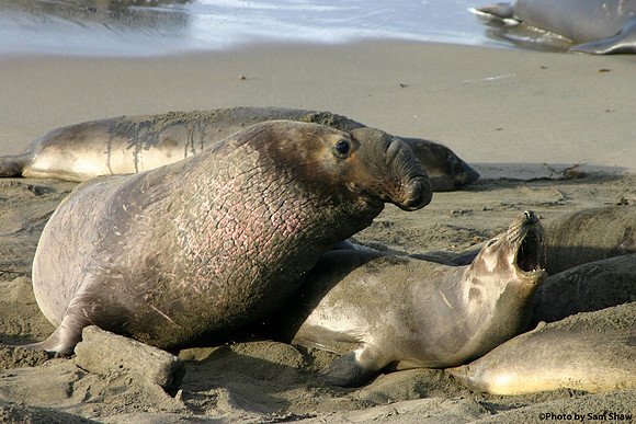 2026-02-20 - Seal