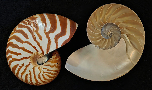 2026-05-25 - Shell