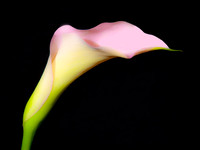 2026-06-03 - Pastel