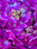 2026-06-05 - Color Pop