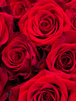 2026-06-18 - Crimson