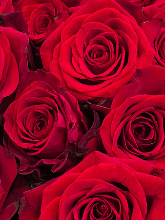2026-06-18 - Crimson