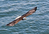 2026-07-17 - Bird of Prey