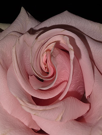 2026-10-04 - Flower Unusual Angle