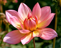 2026-10-004 AI - Flower - Unusual angle