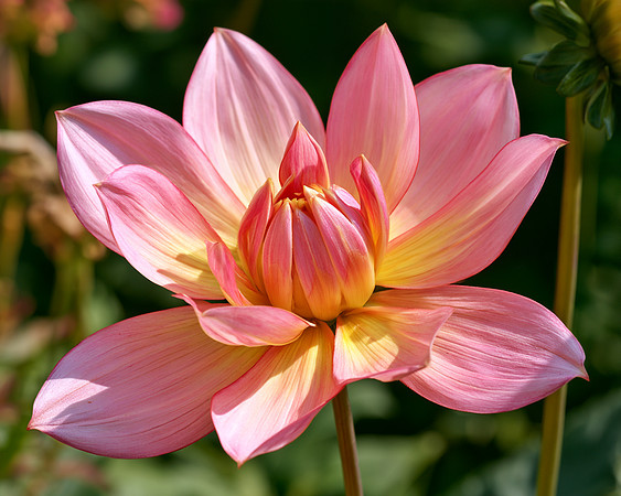2026-10-004 AI - Flower - Unusual angle