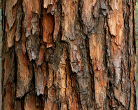 2026-09-12 AI - Bark Texture