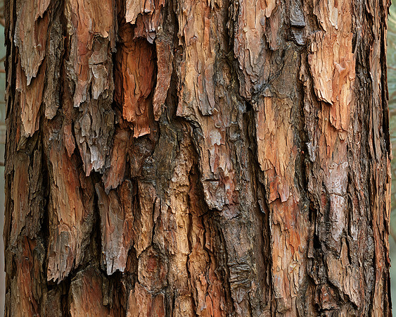 2026-09-12 AI - Bark Texture