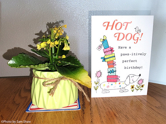 2023-06-06 - Hot Dogs