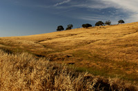 2026-09-08 - Dry Golden Hills