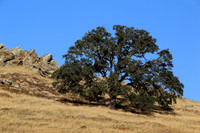 2026-09-11 - Oak Tree