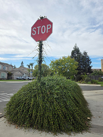 2026-10-22 - Something Growing Where it Shouldn't