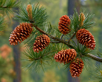2026-09-15 AI - Pinecones