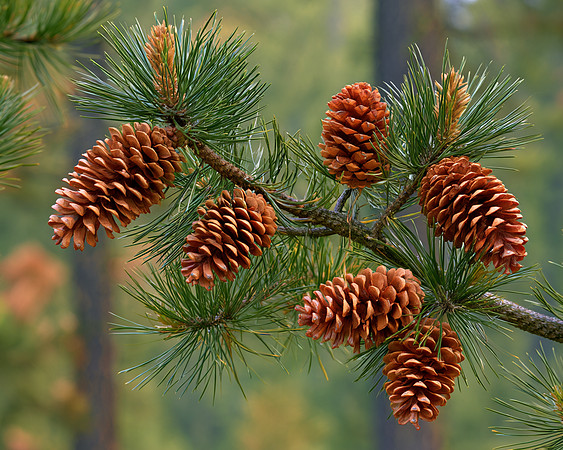 2026-09-15 AI - Pinecones