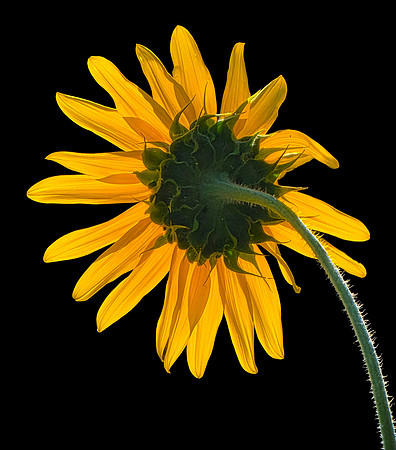 2026-09-20 - Sunflower