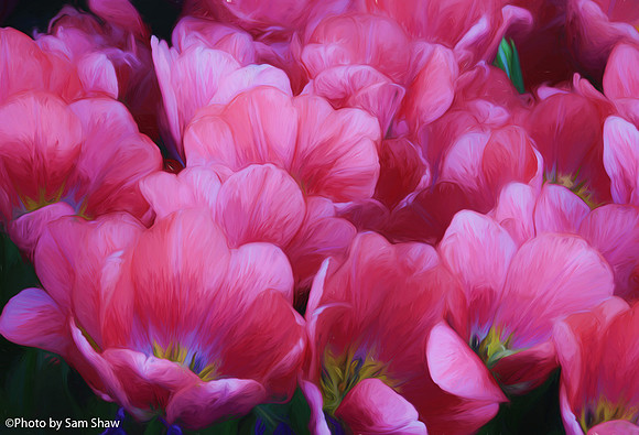 2023-05-29 - Pink