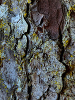 2026-09-12 - Bark Texture