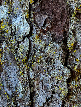 2026-09-12 - Bark Texture