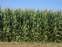 2026-09-18 - Corn Field