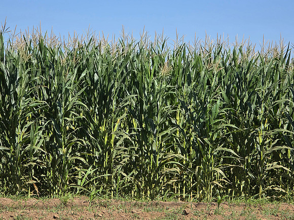 2026-09-18 - Corn Field