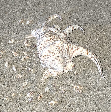 2026-09-22 - Seashell