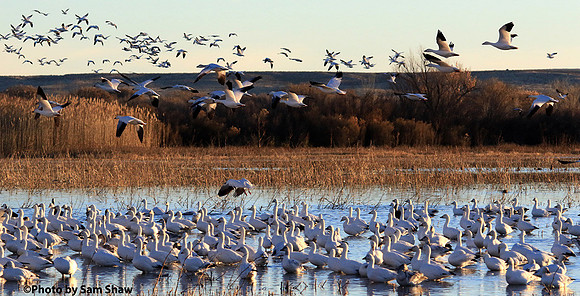 2024-06-02 - Flock