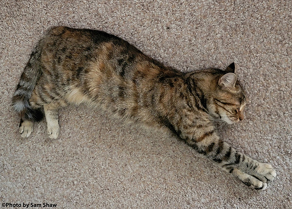 2023-08-22 - Catnap
