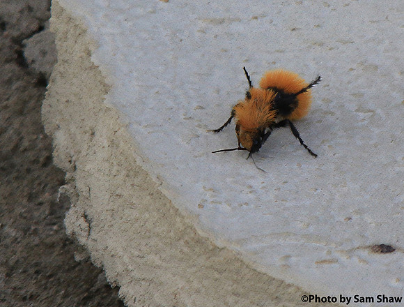 2023-09-16 - Fuzzy
