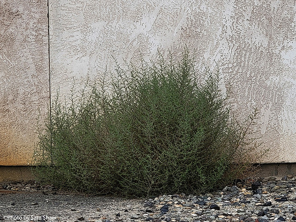 2023-10-11 - Tumbleweeds