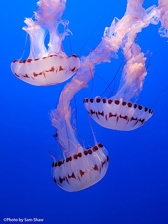 2023-11-10 - Jellyfish