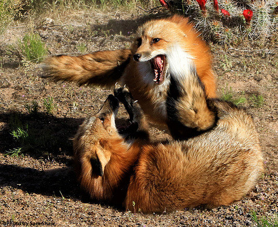 2023-11-21 - Fight
